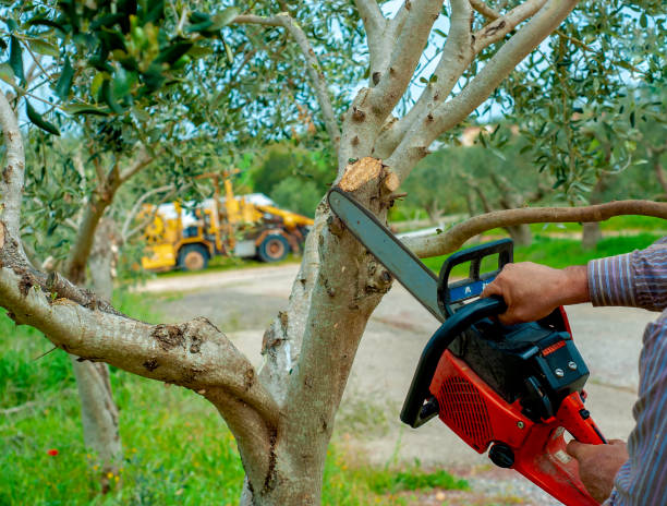 Dead Tree Removal in Siloam Springs, AR